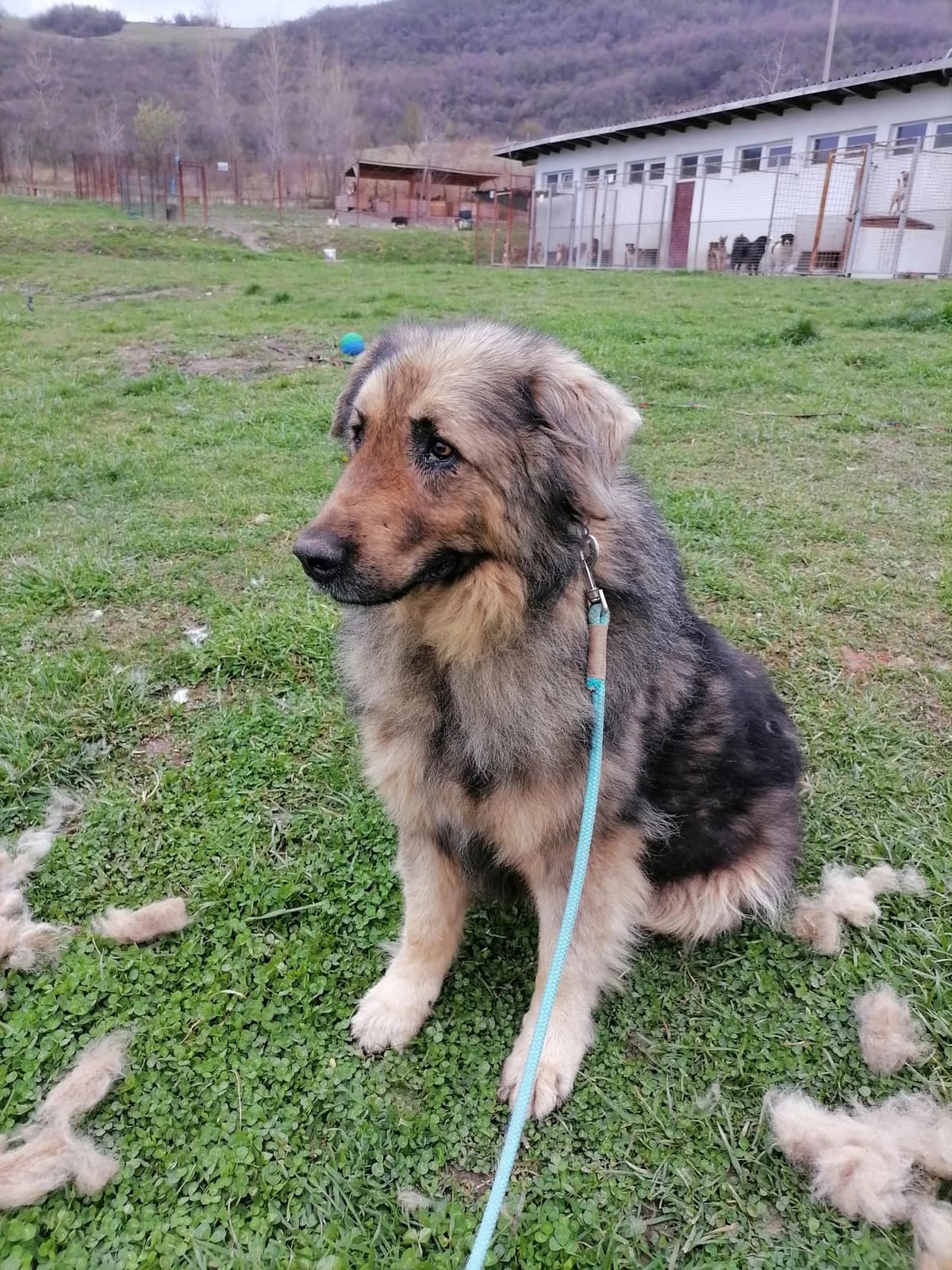 Zelo (Šarplaninac-Leonberger-Mix) (Azil Stranjani), senior mixed breed for adoption at Udomi Psa Zenica