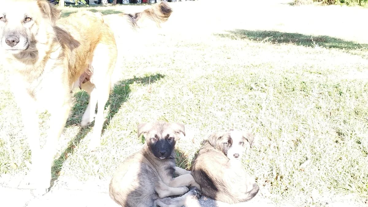 Majka sa kučićima u Babinoj rijeci, Mixed Breed for adoption at Udomi Psa Zenica
