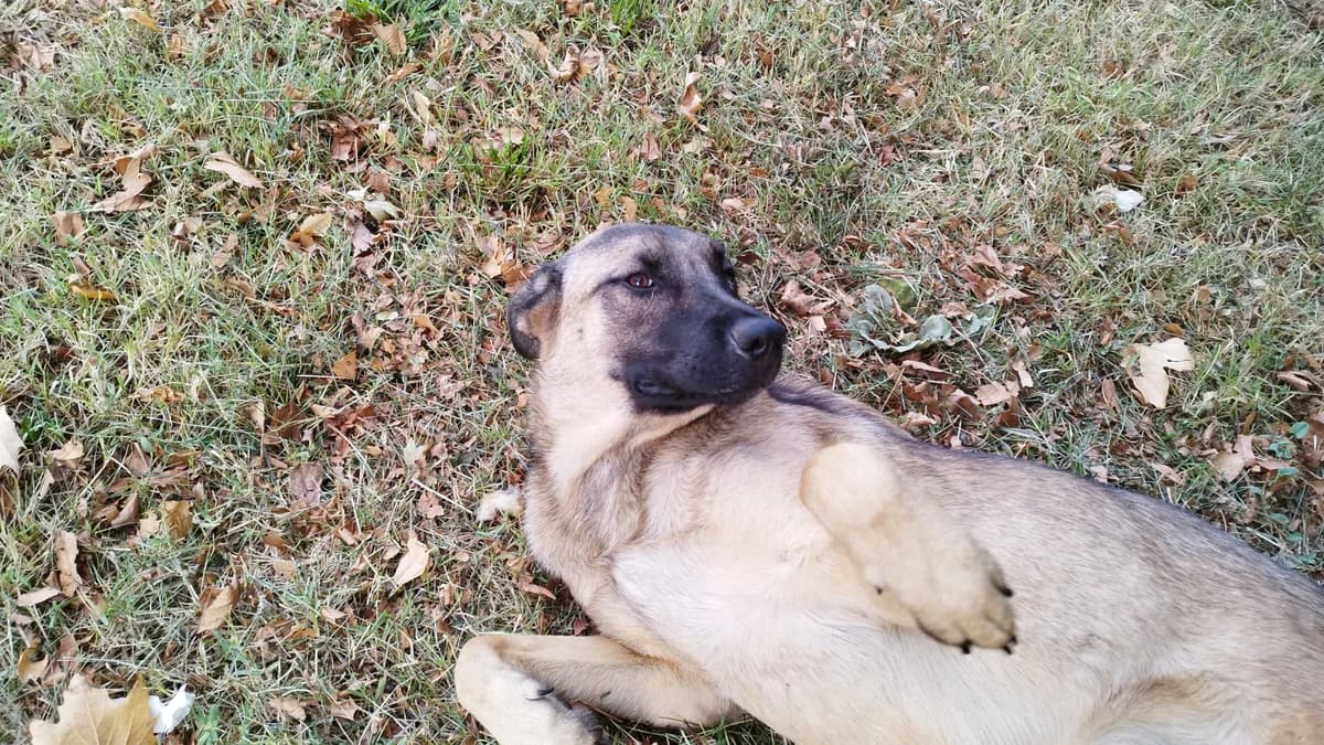 Cura, Beba (ili kako ko već voli da je zove), Mixed Breed for adoption at Udomi Psa Zenica