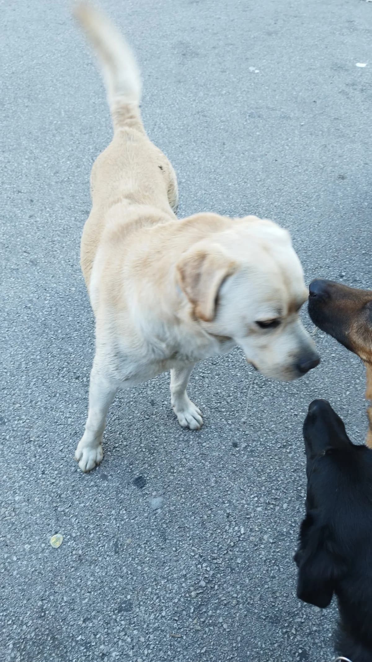 Labrador – izgubljen ili ostavljen (kod Bajre), Labrador Retriever for adoption at Udomi Psa Zenica