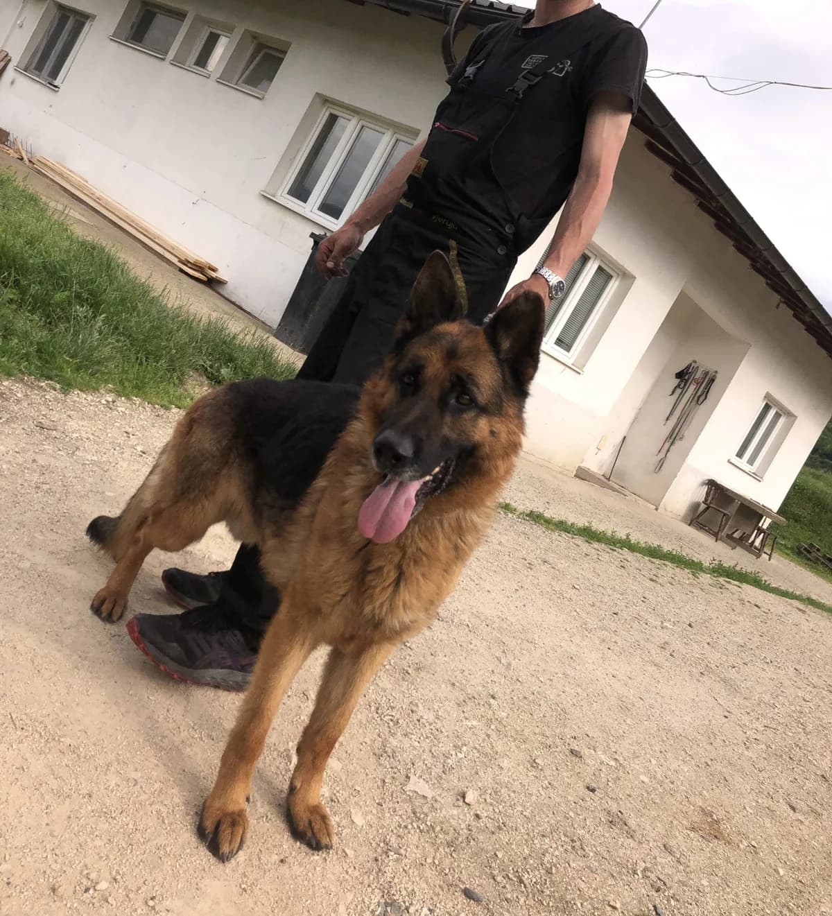 Muftija (Deutscher Schäferhund), 3yo German Shepherd for adoption at Udomi Psa Zenica