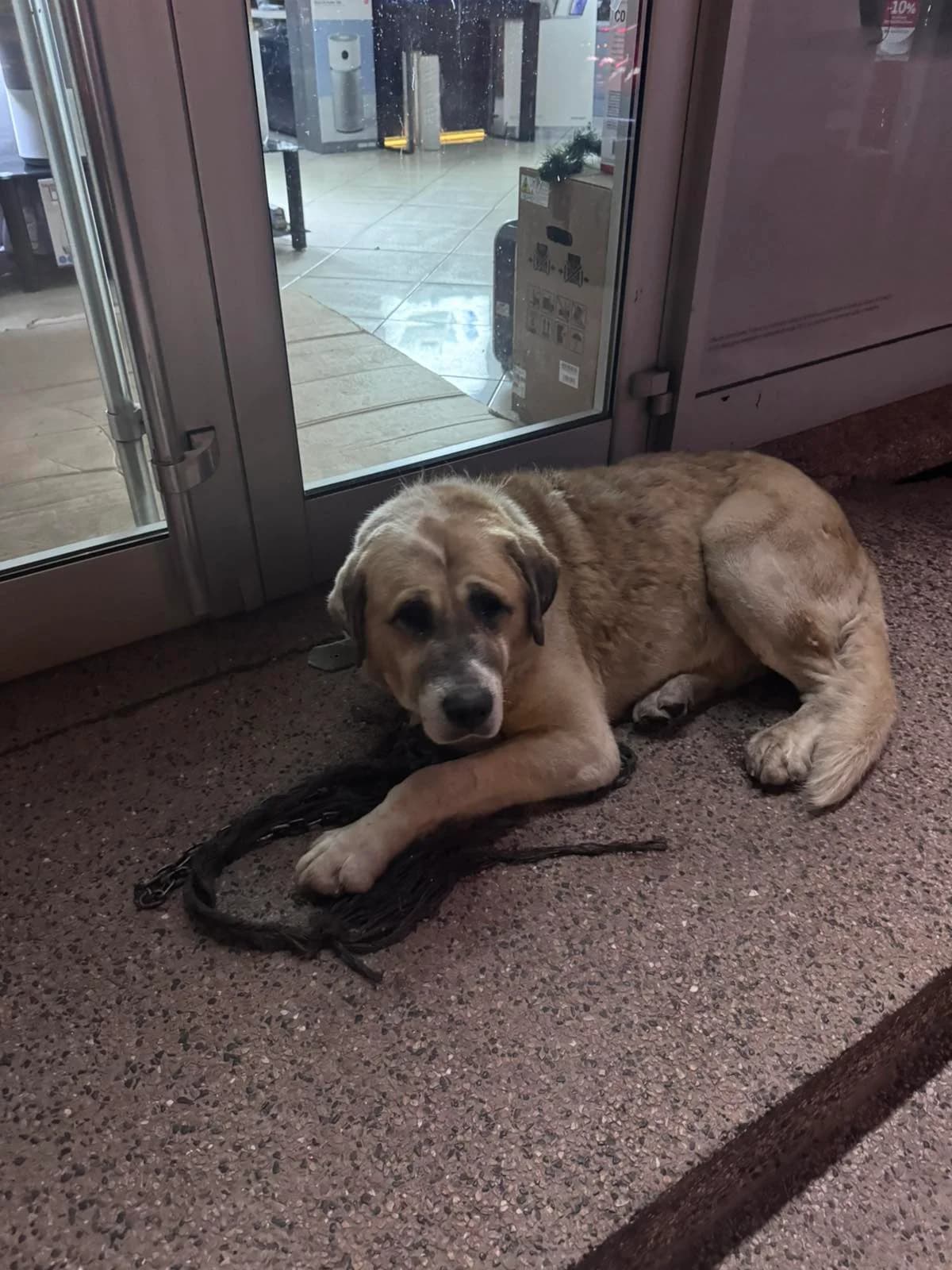 Napušten ili pobjegao veliki ovčar, male mixed breed for adoption at Udomi Psa Zenica