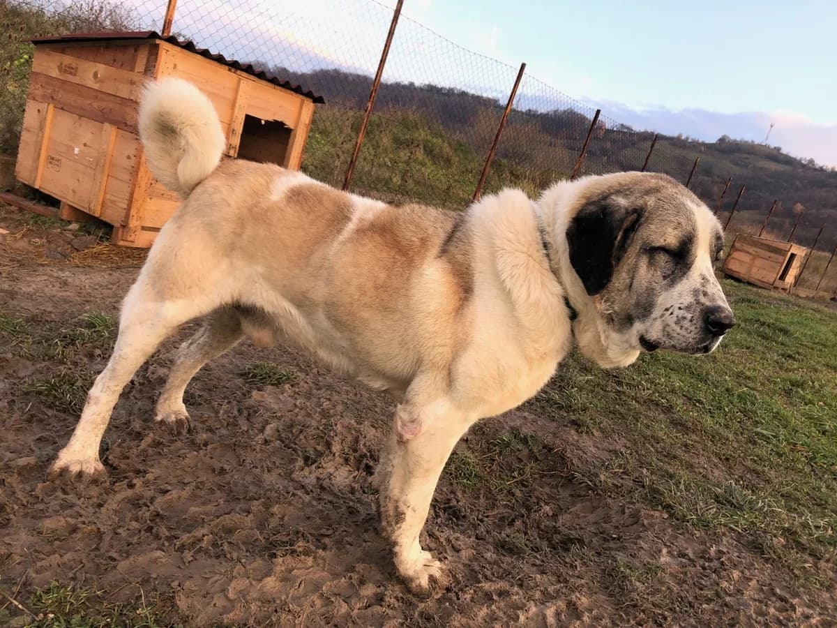 Rex (Kangal Hirtenhund & Zentralasiatischer Owtscharka-Mix), 4yo Kangal for adoption at Udomi Psa Zenica