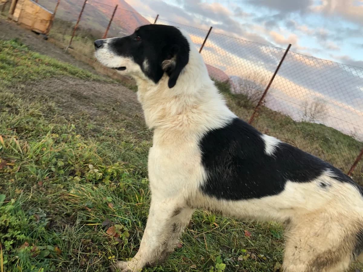 Promise (Tornjak-Mix), mixed breed for adoption at Udomi Psa Zenica