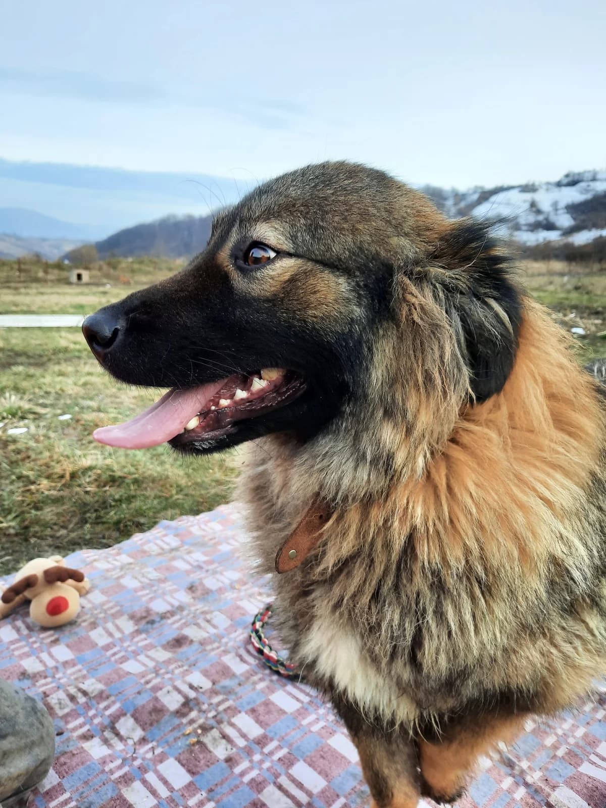 Lea (Leonberger-Mix), 4yo mixed breed for adoption at Udomi Psa Zenica