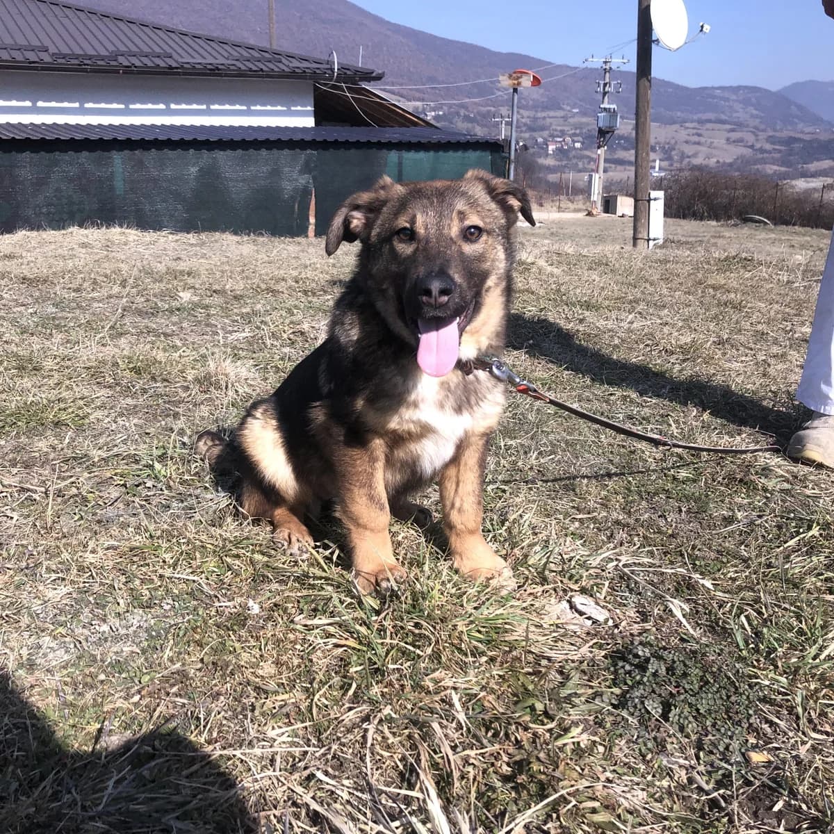 Nala, male Mixed Breed for adoption at Udomi Psa Zenica