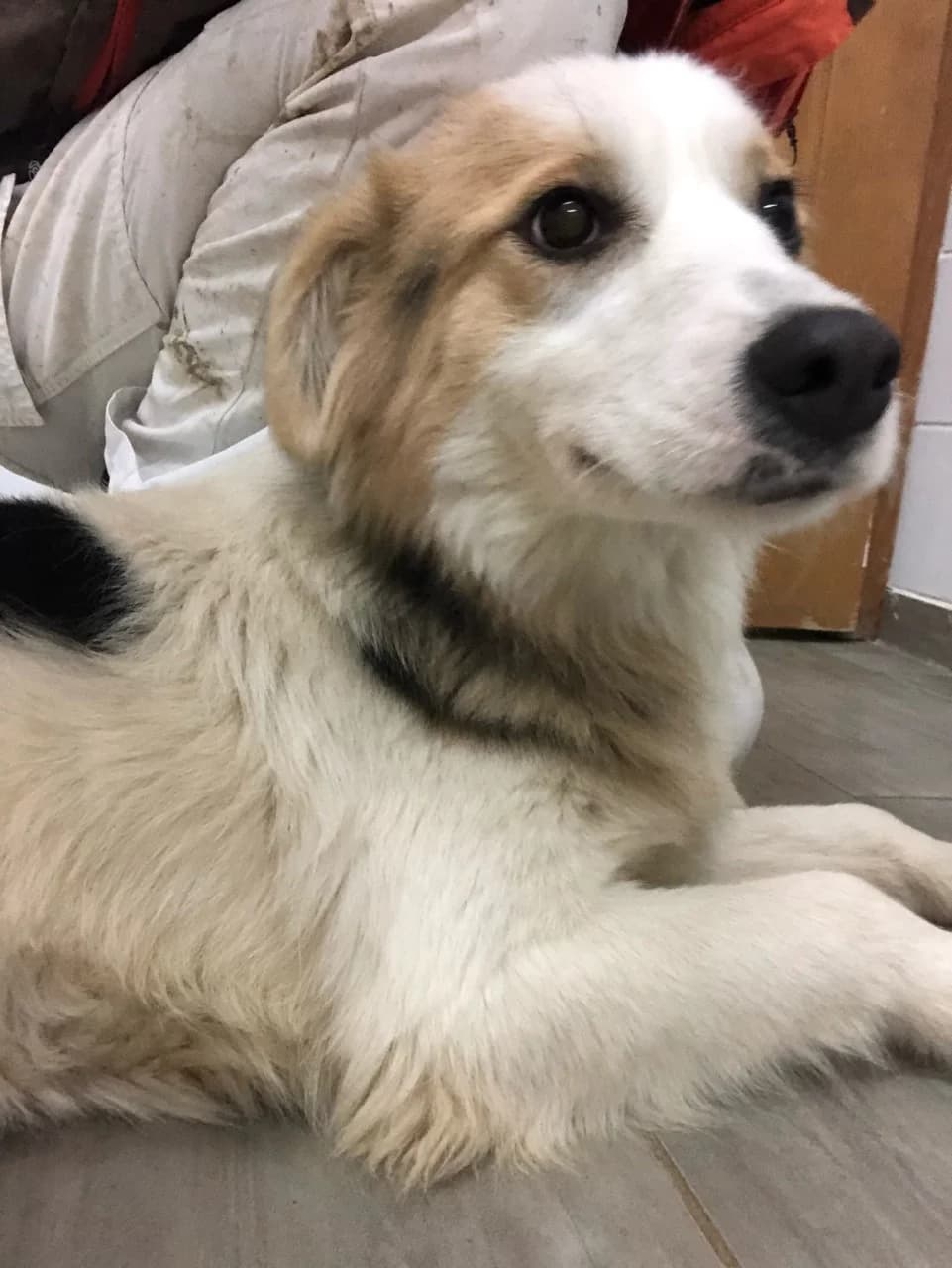 Nihadovca, male Mixed Breed for adoption at Udomi Psa Zenica