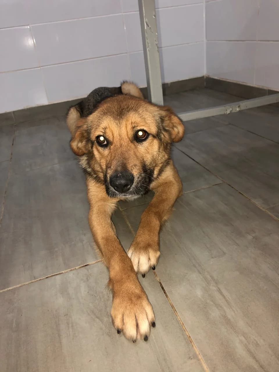 Selma, male Mixed Breed for adoption at Udomi Psa Zenica