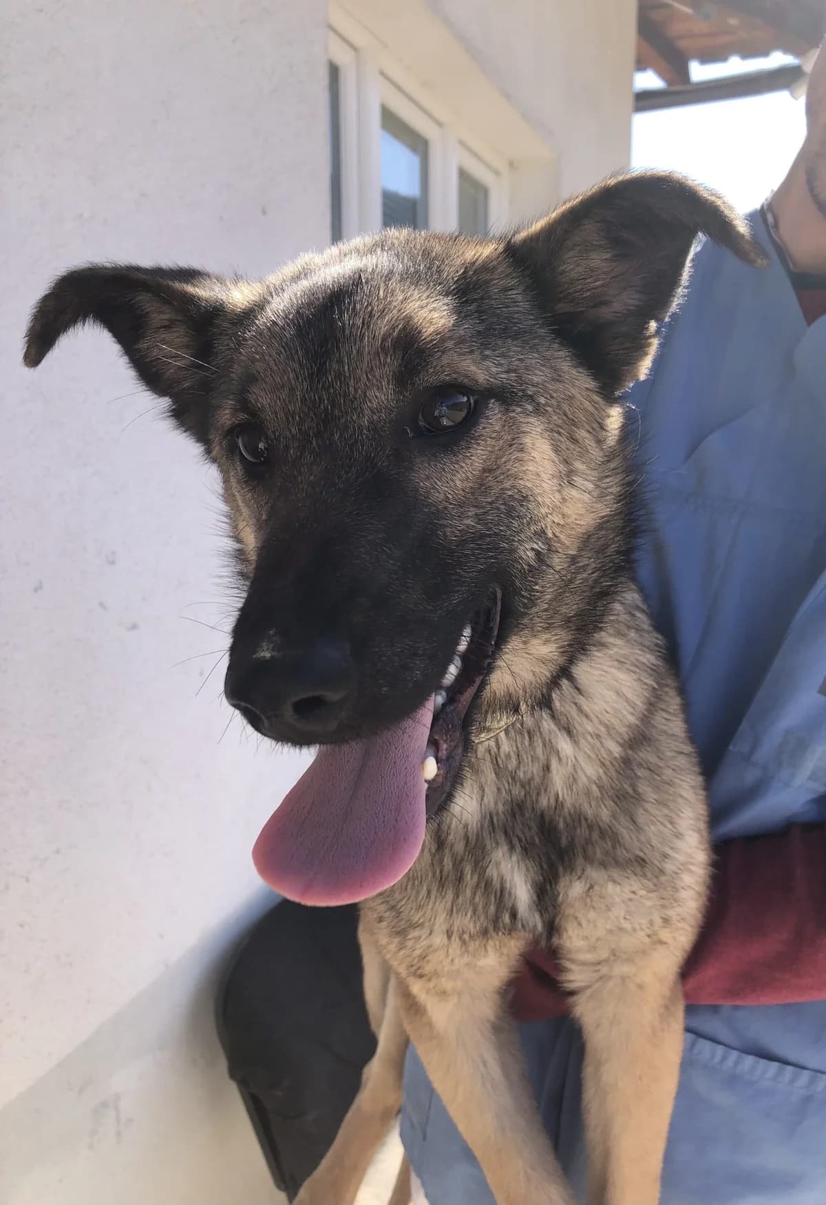 Mala Mu (Malinois-Mix), Belgian Malinois for adoption at Udomi Psa Zenica