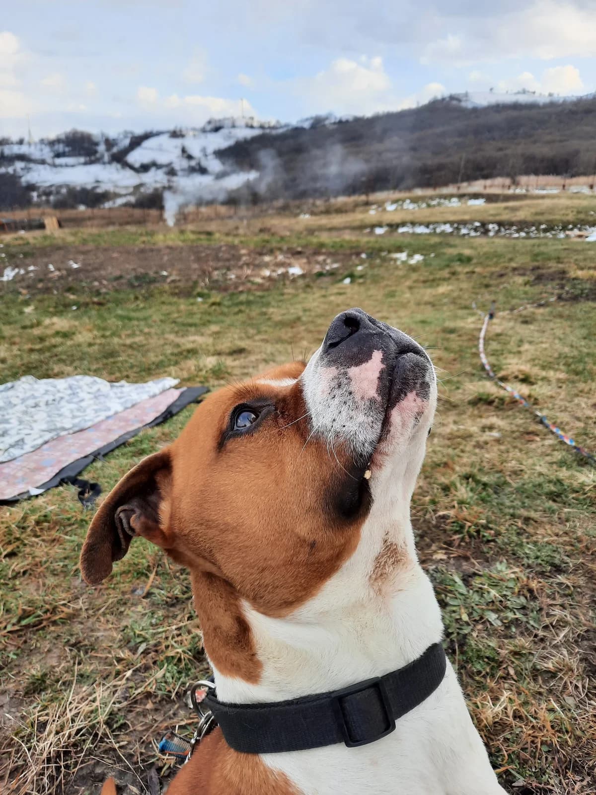 Buddy (Pit-Bull), mixed breed for adoption at Udomi Psa Zenica