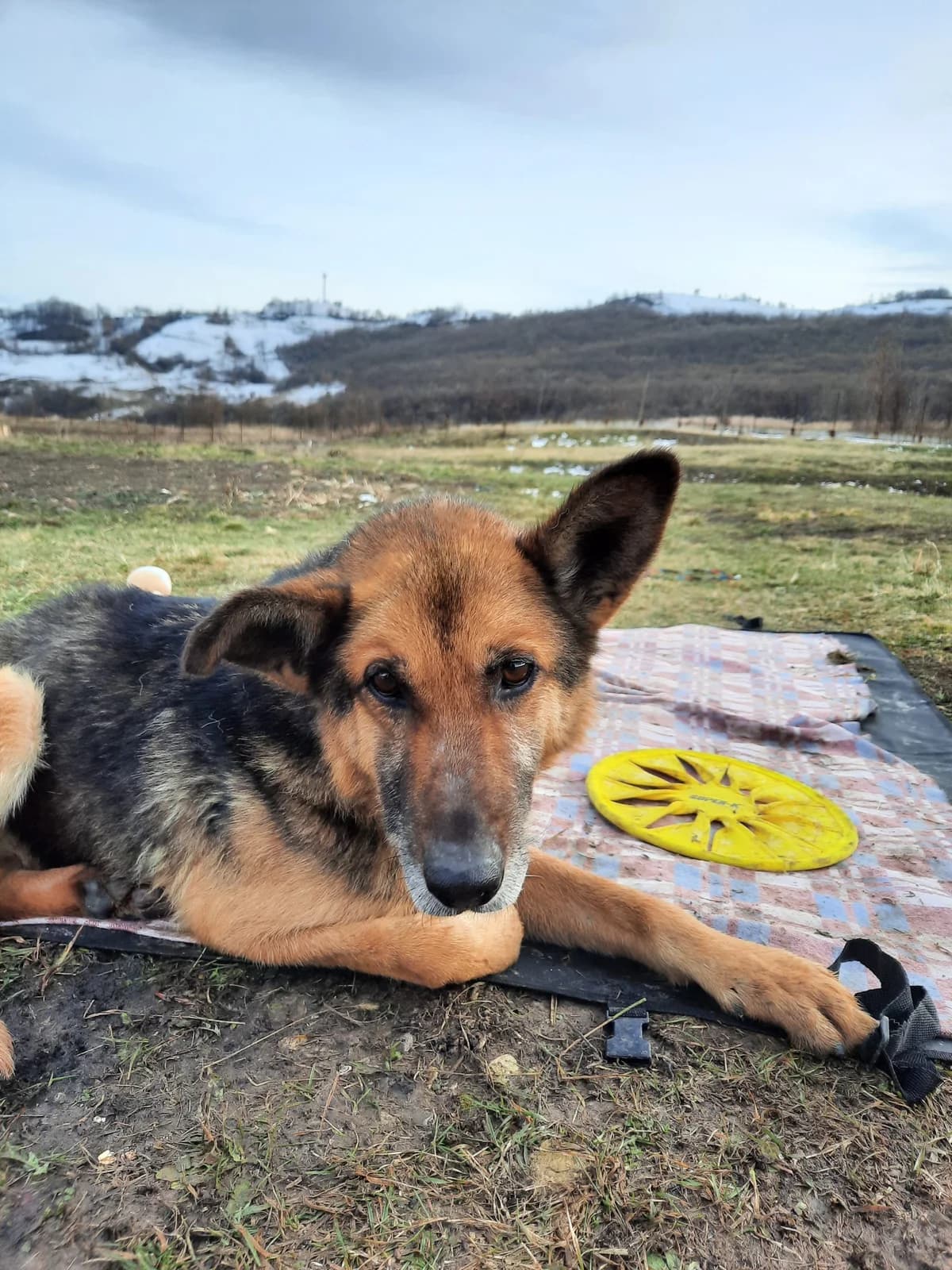 Bubi (German Shepherd), German Shepherd for adoption at Udomi Psa Zenica