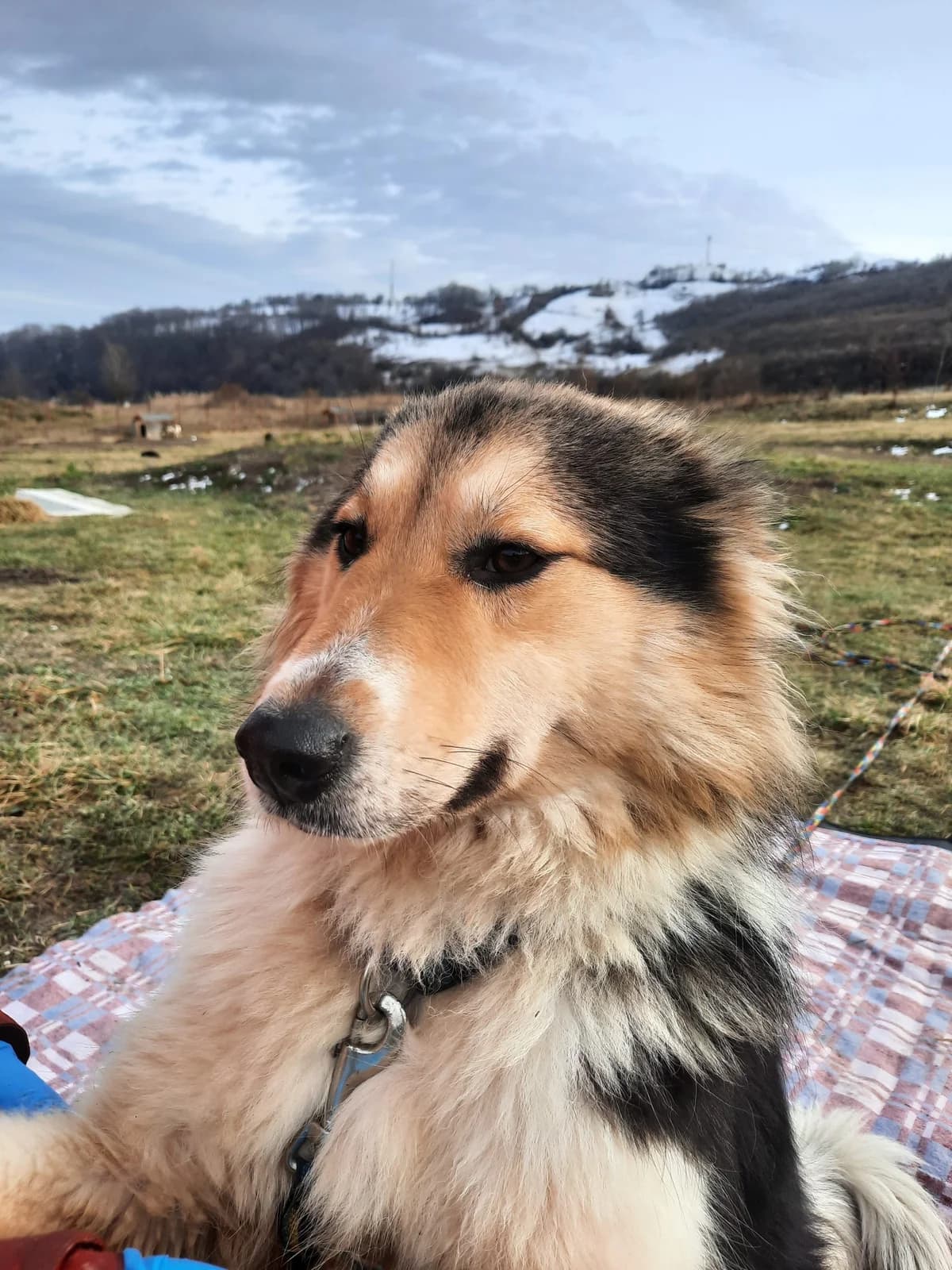 Bella, puppy Mixed Breed for adoption at Udomi Psa Zenica