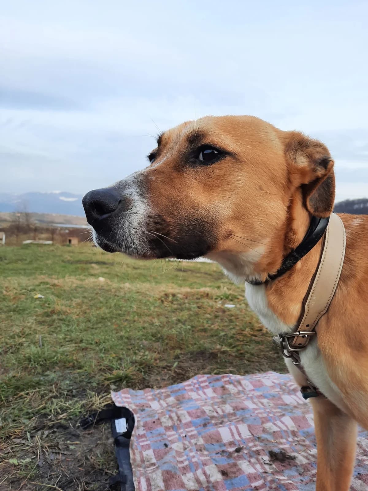 Maza (Staffordshire-Terrier-Mix), puppy Staffordshire Bull Terrier for adoption at Udomi Psa Zenica
