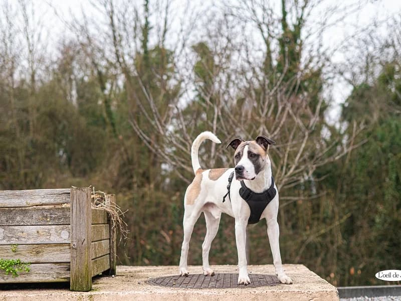 Tao, Brun blanc male young American Staffordshire Terrier for adoption at SPA Charleroi, Charleroi