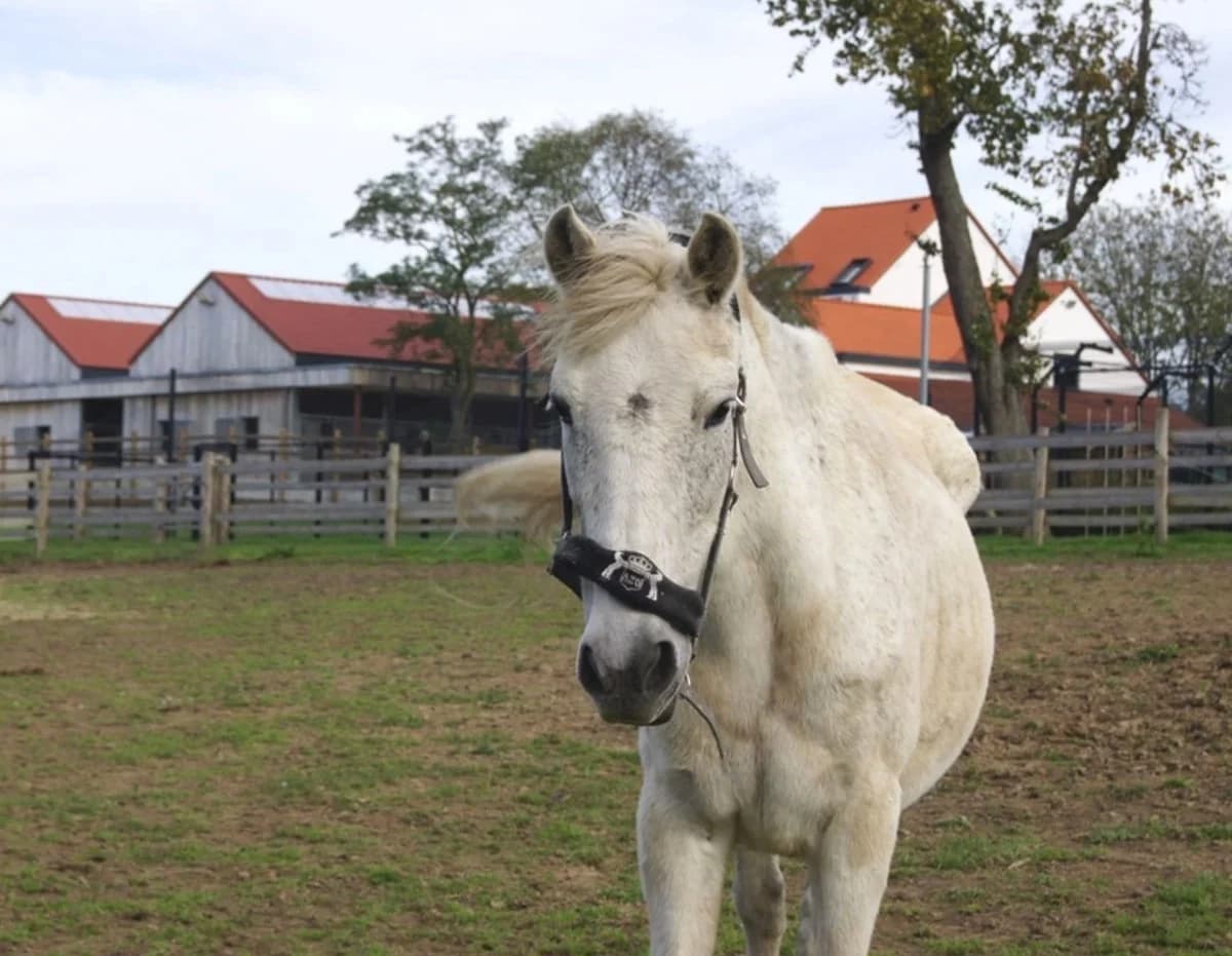 ESPERA, female senior mixed breed for adoption at Help Animals, Brussels