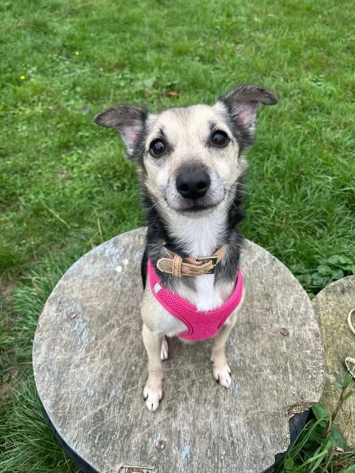 Lucky, male senior Mixed Breed for adoption at SRPA Veeweyde Brussels, Brussels