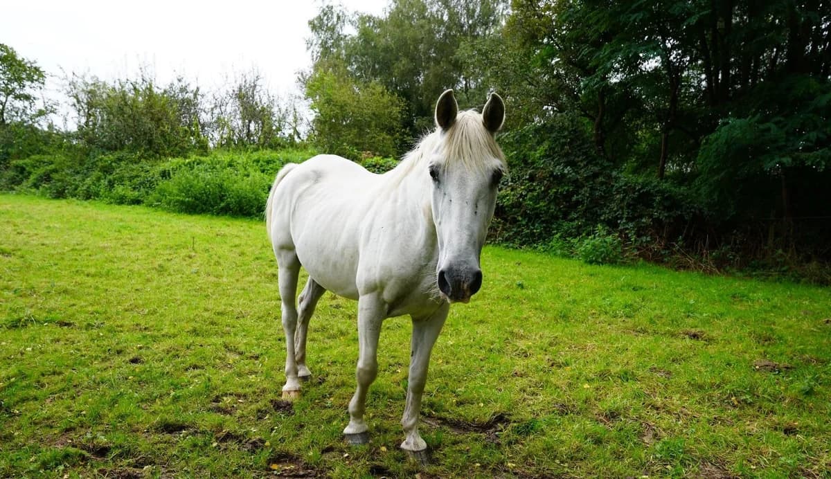MORPHEE, male senior mixed breed for adoption at Help Animals, Brussels