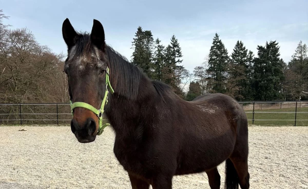 CASTING, male senior mixed breed for adoption at Help Animals, Brussels