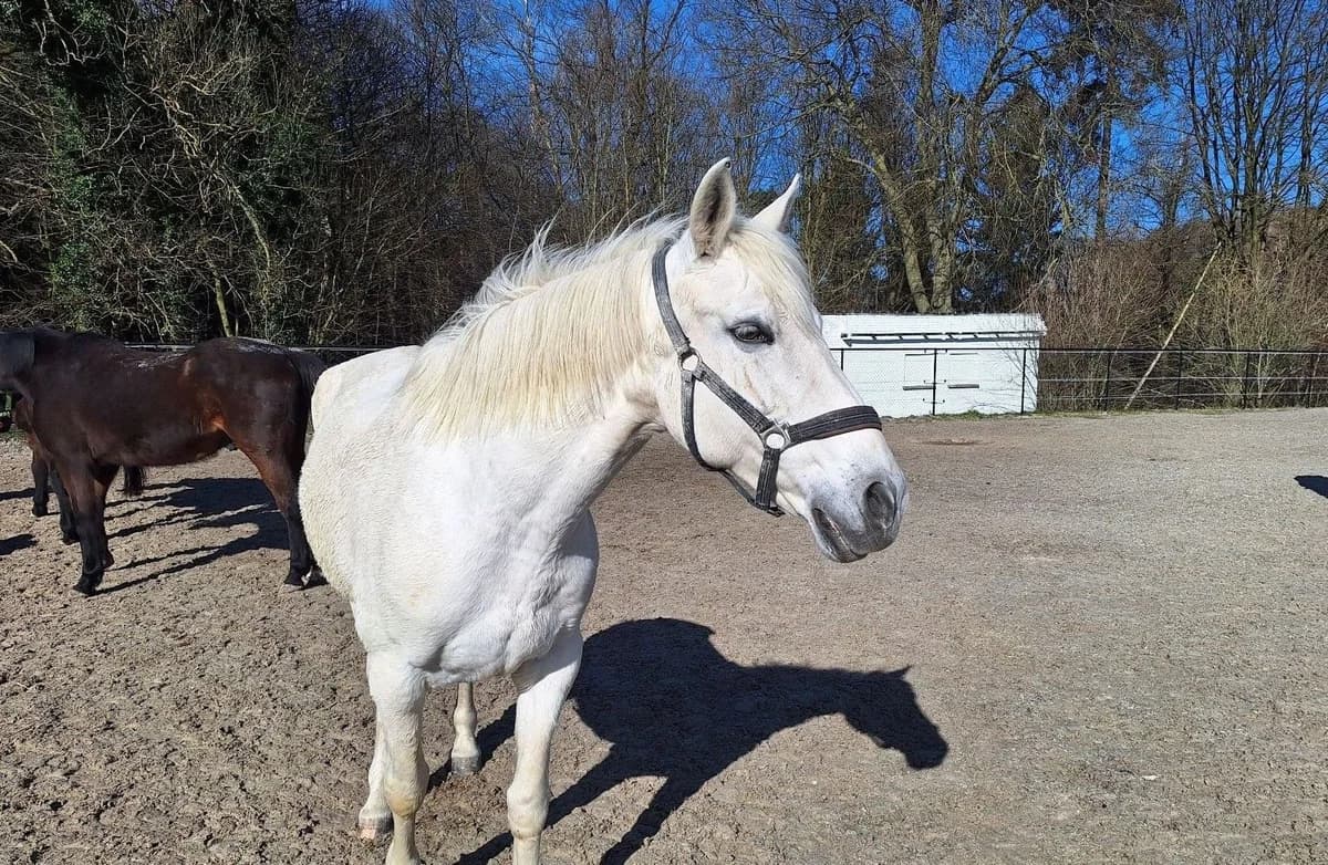 ESMERALDA, female senior mixed breed for adoption at Help Animals, Brussels