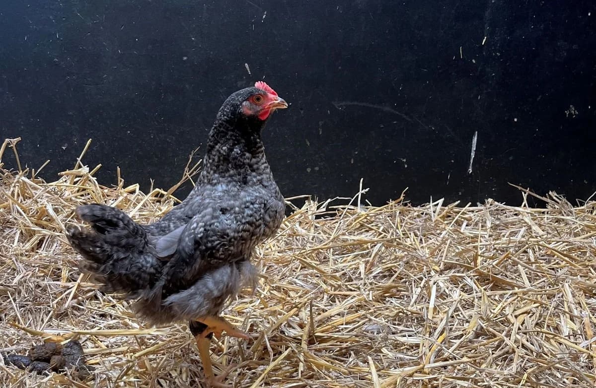 JOHN SMITH, male young mixed breed for adoption at Help Animals, Brussels