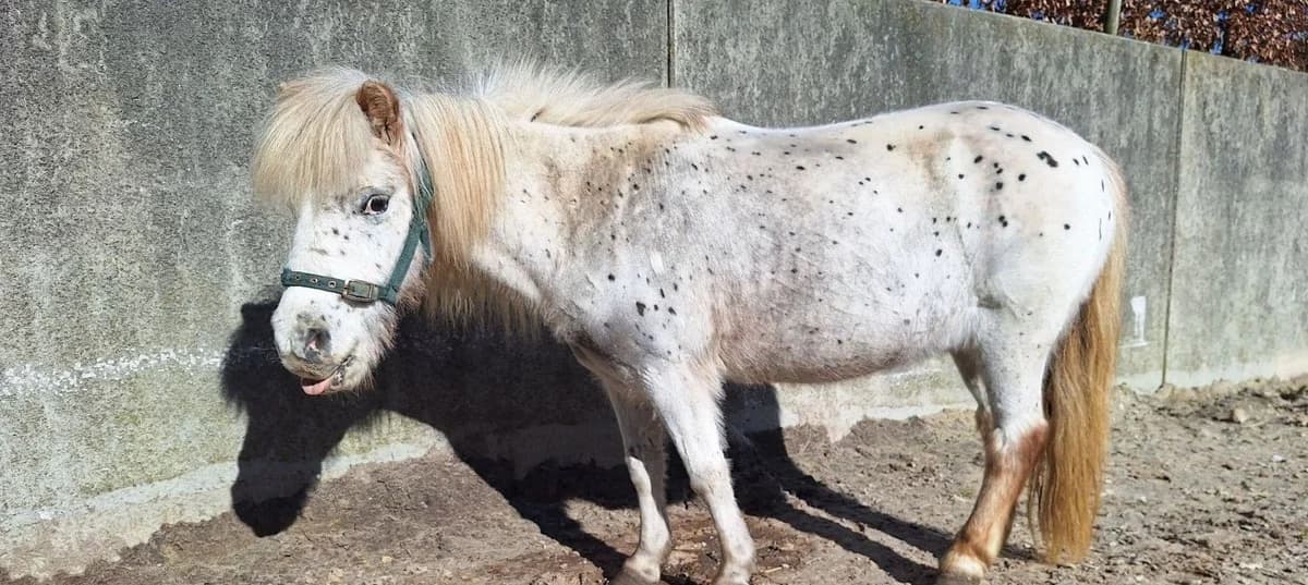 POLLY POCKET, female senior mixed breed for adoption at Help Animals, Brussels