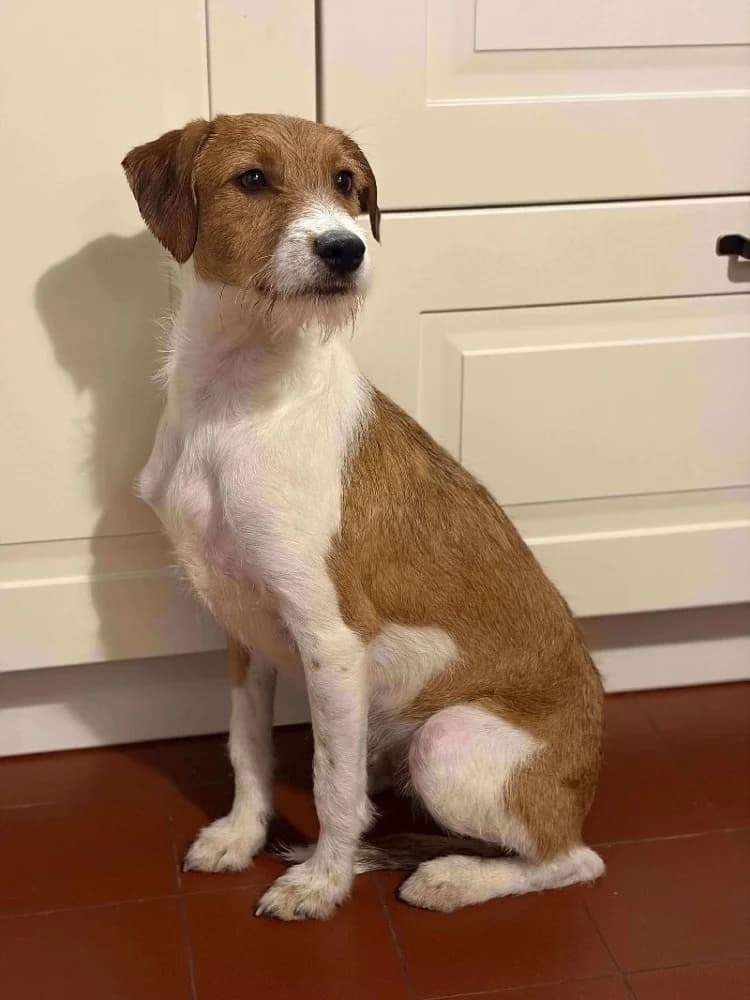 SYLVANO 23598, male mixed breed for adoption at Adopteer.be, Brussels