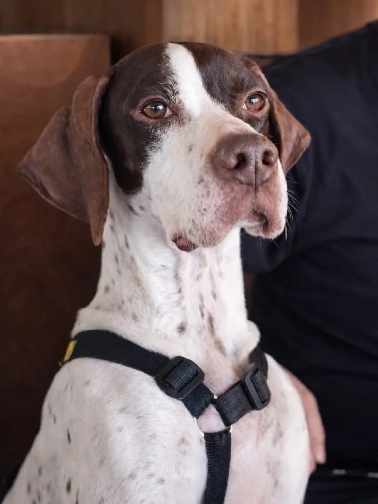 Lotus, female Pointer for adoption at Adopteer.be, Brussels