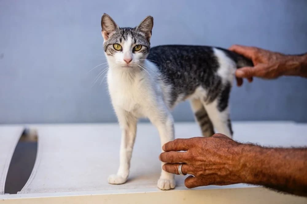 Amelia, female European Shorthair for adoption at Brussels