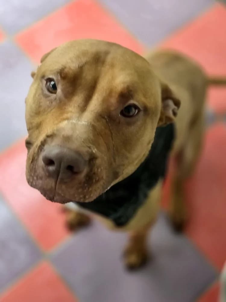 PELAO 24612, male Staffordshire Bull Terrier for adoption at Adopteer.be, Brussels