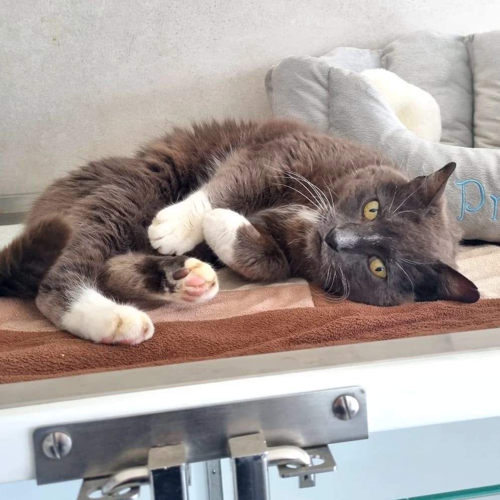 éChalote, female Mixed Breed for adoption at Les Amis des Animaux ASBL, Feluy