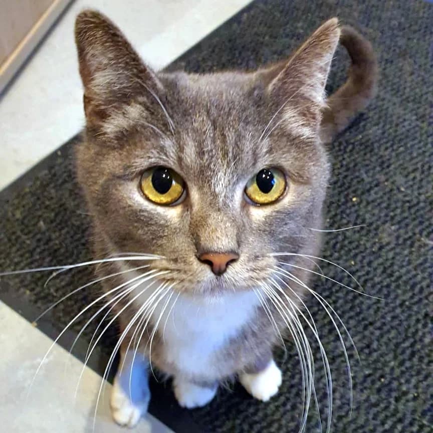 Bella, female senior Mixed Breed for adoption at Les Amis des Animaux ASBL, Feluy