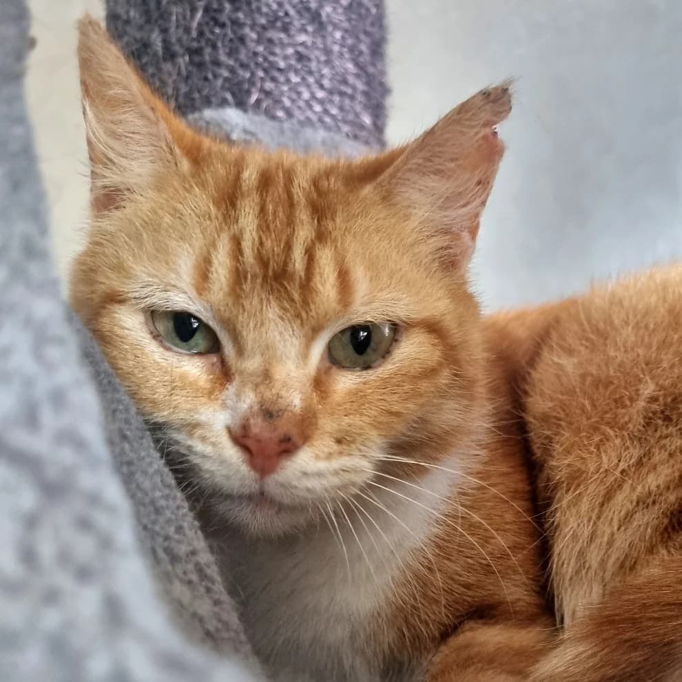 Bourdon, male Mixed Breed for adoption at Les Amis des Animaux ASBL, Feluy