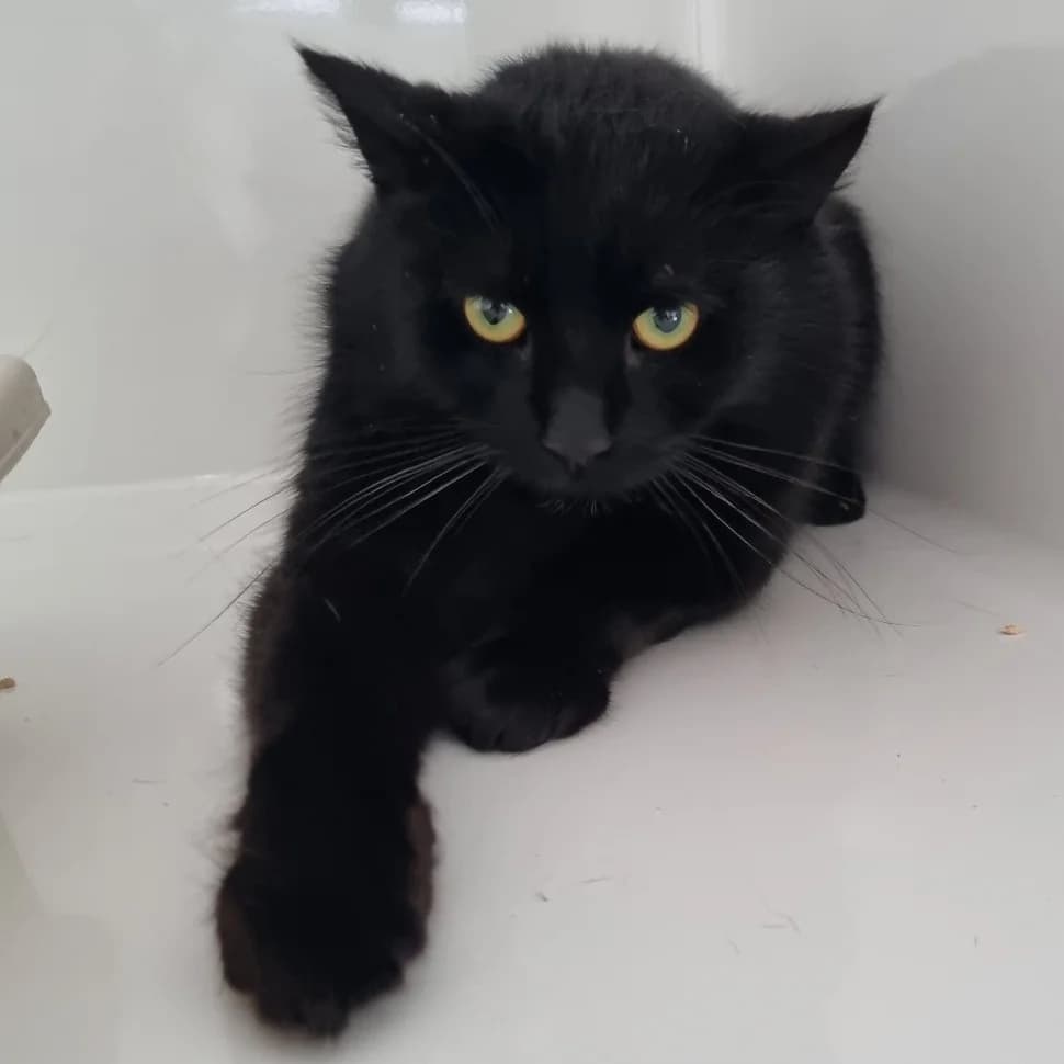 Fanta, female Mixed Breed for adoption at Les Amis des Animaux ASBL, Feluy