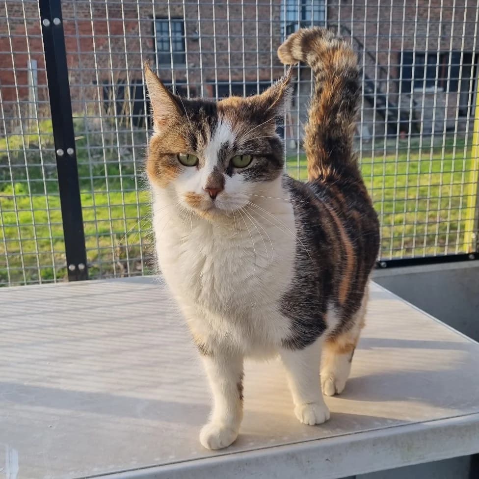 Hattila, male Mixed Breed for adoption at Les Amis des Animaux ASBL, Feluy