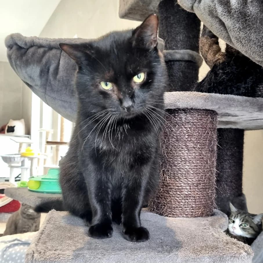 Kamala, female young Mixed Breed for adoption at Les Amis des Animaux ASBL, Feluy