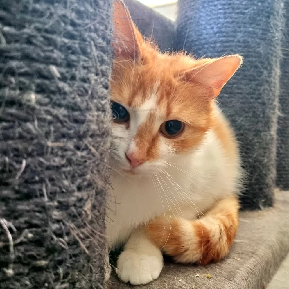 Lily, female Mixed Breed for adoption at Les Amis des Animaux ASBL, Feluy