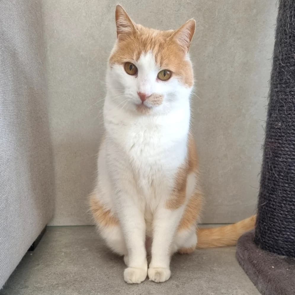 Musty, male Mixed Breed for adoption at Les Amis des Animaux ASBL, Feluy