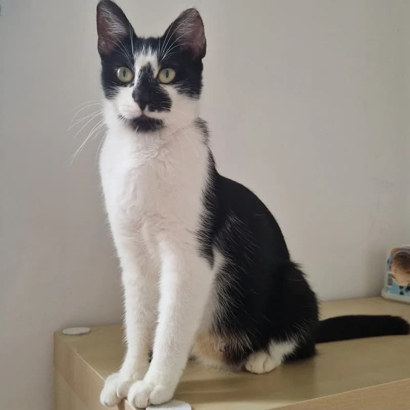 Celio, male young Mixed Breed for adoption at Les Amis des Animaux ASBL, Feluy