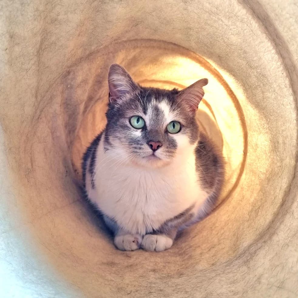 Nyx, male Mixed Breed for adoption at Les Amis des Animaux ASBL, Feluy