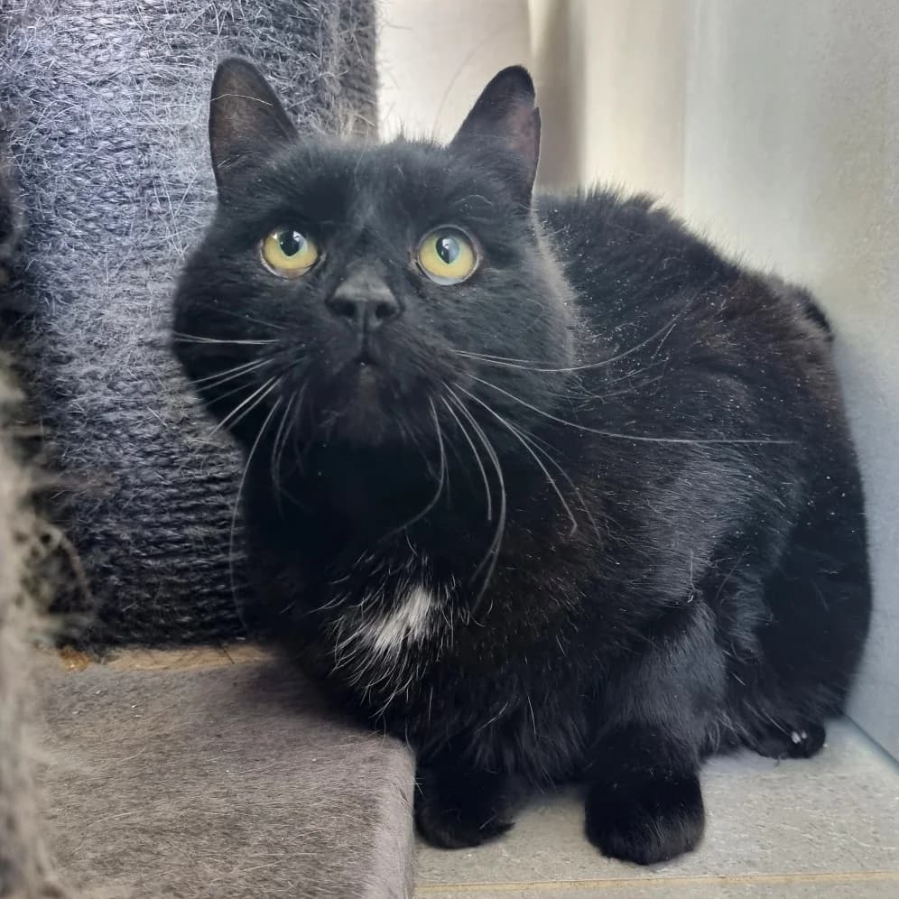 Paquita, female Mixed Breed for adoption at Les Amis des Animaux ASBL, Feluy