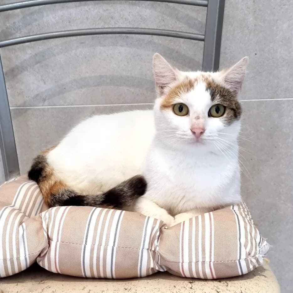 Pelote, male 5yo Mixed Breed for adoption at Les Amis des Animaux ASBL, Feluy