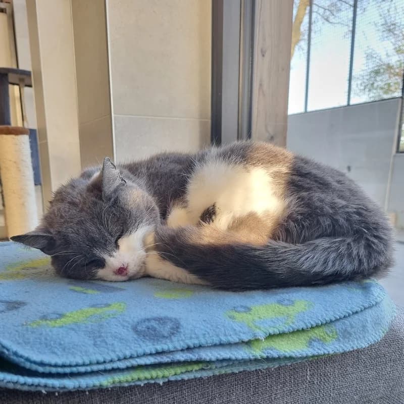 Pompadour, female Mixed Breed for adoption at Les Amis des Animaux ASBL, Feluy