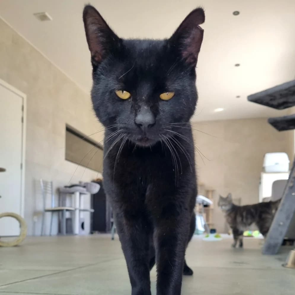 Sidonie, female senior Mixed Breed for adoption at Les Amis des Animaux ASBL, Feluy