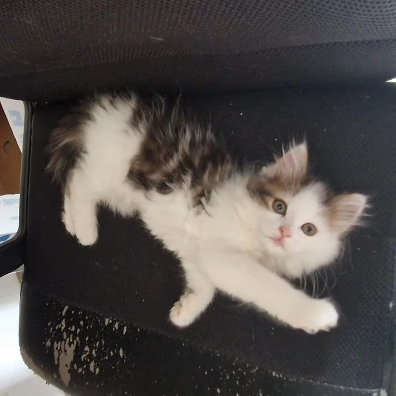 Amaya, female puppy Mixed Breed for adoption at Les Amis des Animaux ASBL, Feluy