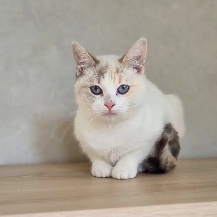Dracarys, female Mixed Breed for adoption at Les Amis des Animaux ASBL, Feluy