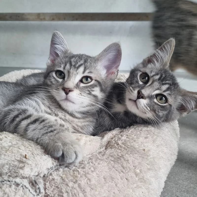Upsi, male Mixed Breed for adoption at Les Amis des Animaux ASBL, Feluy