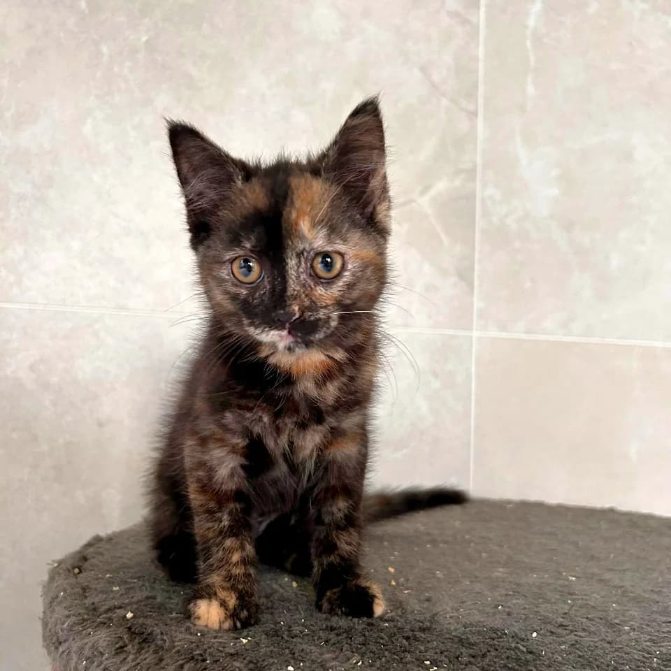 Linny, male Mixed Breed for adoption at Les Amis des Animaux ASBL, Feluy