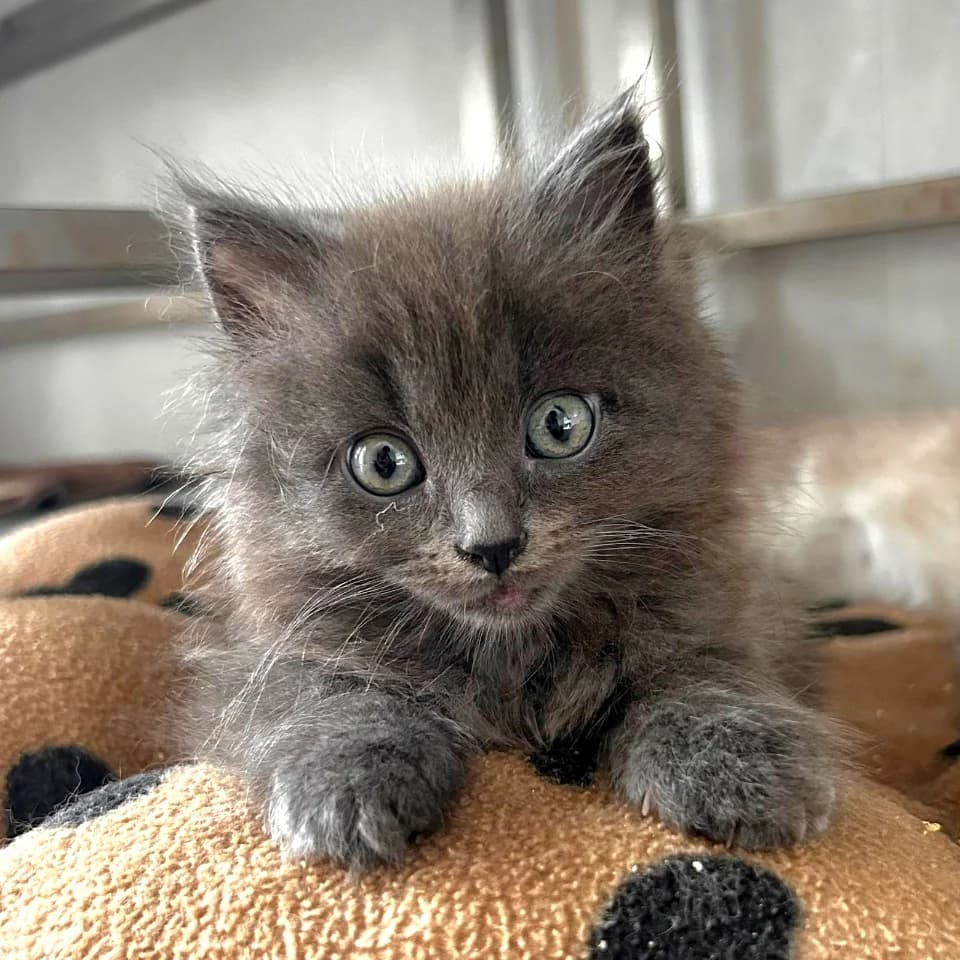Nisshi, male Mixed Breed for adoption at Les Amis des Animaux ASBL, Feluy
