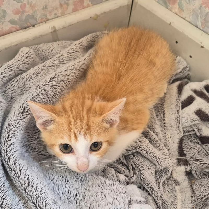 Ombelle, female Mixed Breed for adoption at Les Amis des Animaux ASBL, Feluy