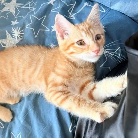 Lula, male Mixed Breed for adoption at Les Amis des Animaux ASBL, Feluy